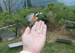 �����̎肩��s�[�i�c�����킦�Ĕ�ї����}�K��