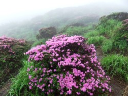 ���J�ƂȂ����~���}�L���V�}�i�同���j