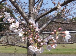 �Ԃт炪���X�ɊJ���n�߂��F�{��̍�