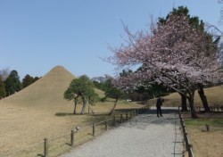 �ܕ��炫�ƂȂ����\���C���V�m�B���͐��O���x�m