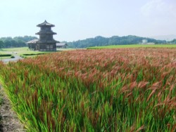 �Ԃ��F�Â����Ñ�āB����͋f�q��̌ۘO