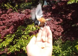 ��̕�(����)�̃s�[�i�b�c�����킦�郄�}�K��