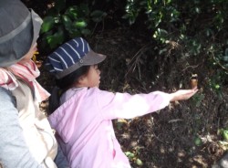 ���̎q�̎�ɏ�郄�}�K��(����R6���ڕt��)