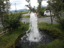 ���ʂ�1���Ԃɖ�5�g���Ƃ����u�~����v�̗N����