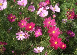 �قږ��J�ƂȂ����G�̗��̃R�X���X