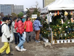 �Ƒ��A����҂����œ��키�A�؎s�̉��