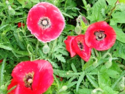 �F�N�₩�ȃ|�s�[�̉�(�G�̗������̌���)