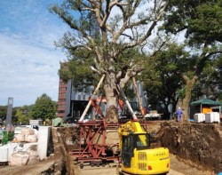 15���[�g���k��(�Ԕ��������v�Ɉړ������u��N�X�m�L�v