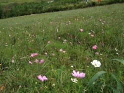 �U�R�𗬊فE�G�̗��̃R�X���X����