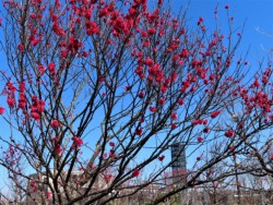 |J|JzCŁAO炫ƂȂJqTN(K[f)