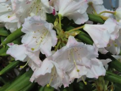 WsNF̑傫ȐΓ(VNiQ)̉