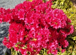 N₩ȐԐF̃ccWBȂƂނ̃ccWH