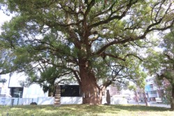 �F�{�s�̉Ԕ������ɂ����N�X�m�L