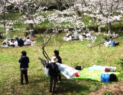 立岡自然公園は。公園は広く、各家族はそれぞれ桜を楽しんでいた
