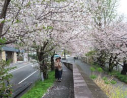 �������̔��쉈���̃T�N���́A�������J�B