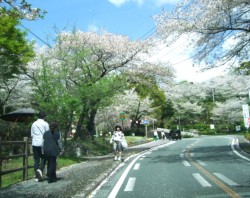 �T�N�������J�̋e�r�����Ƌe�r�_�Ђ̃J�[�u�t��(����387��)