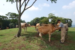 �ʖ��s�O�c��ɂ���ʖ��q��B�J�ł��^�~�ł��ʔN���q���s���Ă���