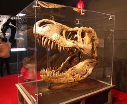 �����^�i�B����w�������b�L�[�����ق��������Ă��鐢�E�ő�̃e�B���m�T�E���X�������΁i�����j