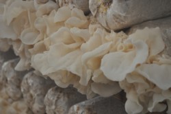 ���n�������}�����V���L�N���Q�B