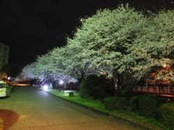 JR�L��������ɐA�͂��ꂽ�\���C���V�m10�{�����C�g�A�b�v���Ă���