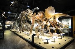 �P�X�̂̋������i�W�{��W��