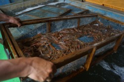 �����ł�����ԃG�r�B���Ă͑S����̐��Y�ʂł��������A���݂͉��ꌧ�A���������Ɏ����R�Ԗ�