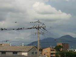 ���s�s���Ȃǂ̕ω��Ő��������A�n�g��Q������