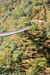 ����116m�A�܉Ƒ��Œ��́u�~�̖؍������݂苴�v