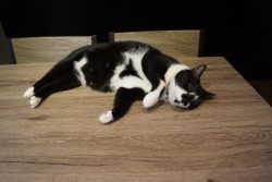 �X���X���Ɗ��̏�ŏA�Q���̔L�����i�����ɂ����؍�X�j