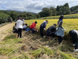 家族や同僚、友人との交流を深めながら稲刈りを体験