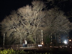 ���C�g�A�b�v���n�܂�����S�s�̑���i�숢�h���j